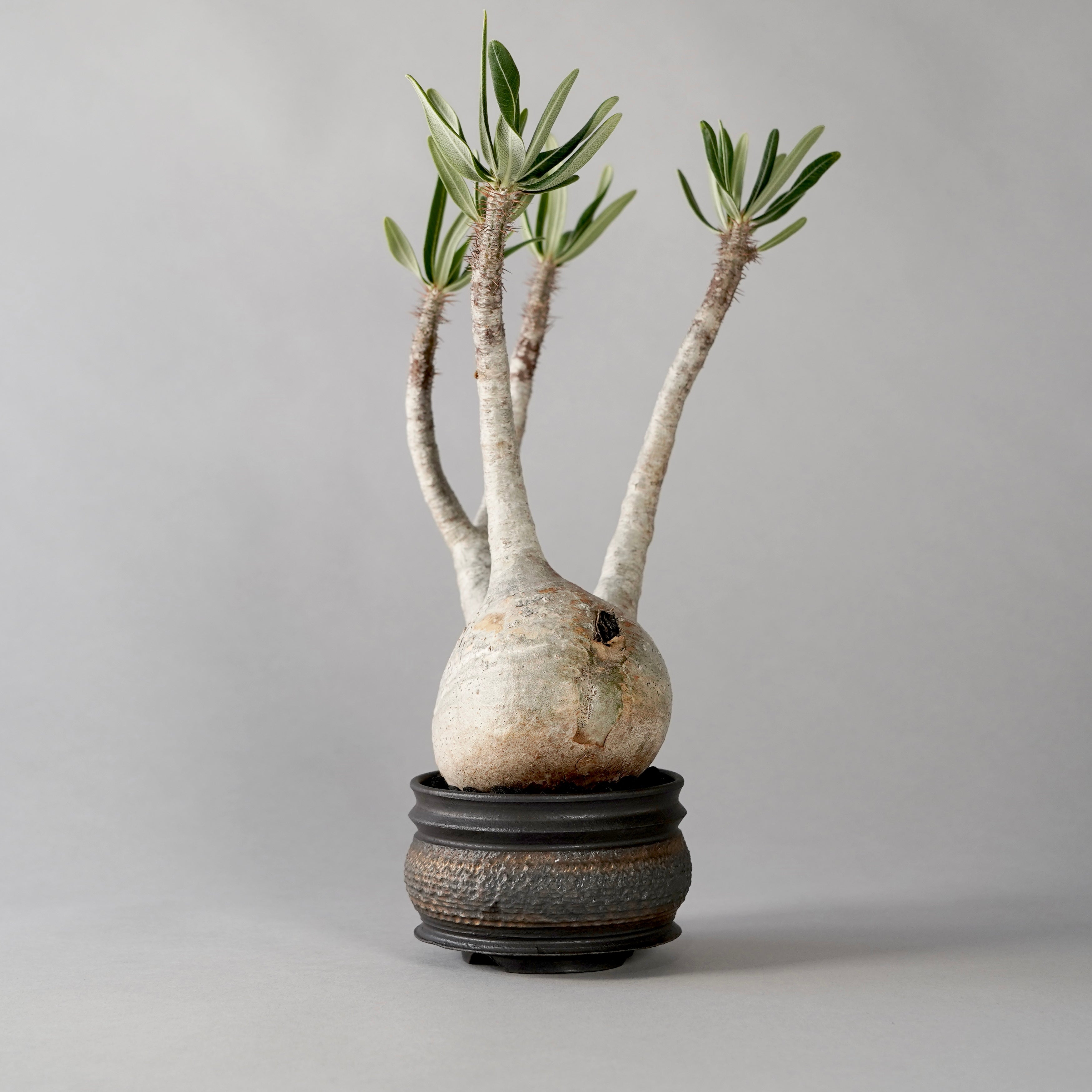 Pachypodium Gracilius × “GOUJIN”POT E – BOTANIZE