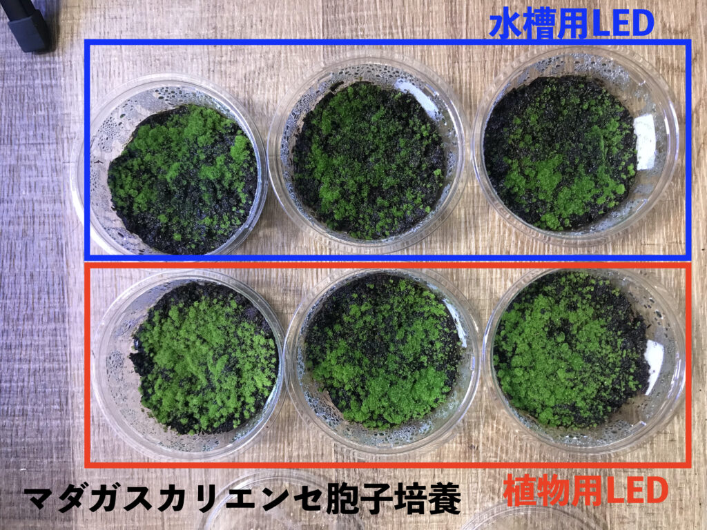 ビカクシダの胞子培養で使用するLEDライトの違いによる育成状況
