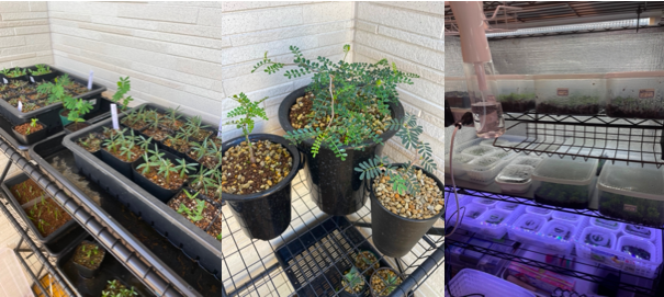 ビカクシダの胞子培養のやり方を解説