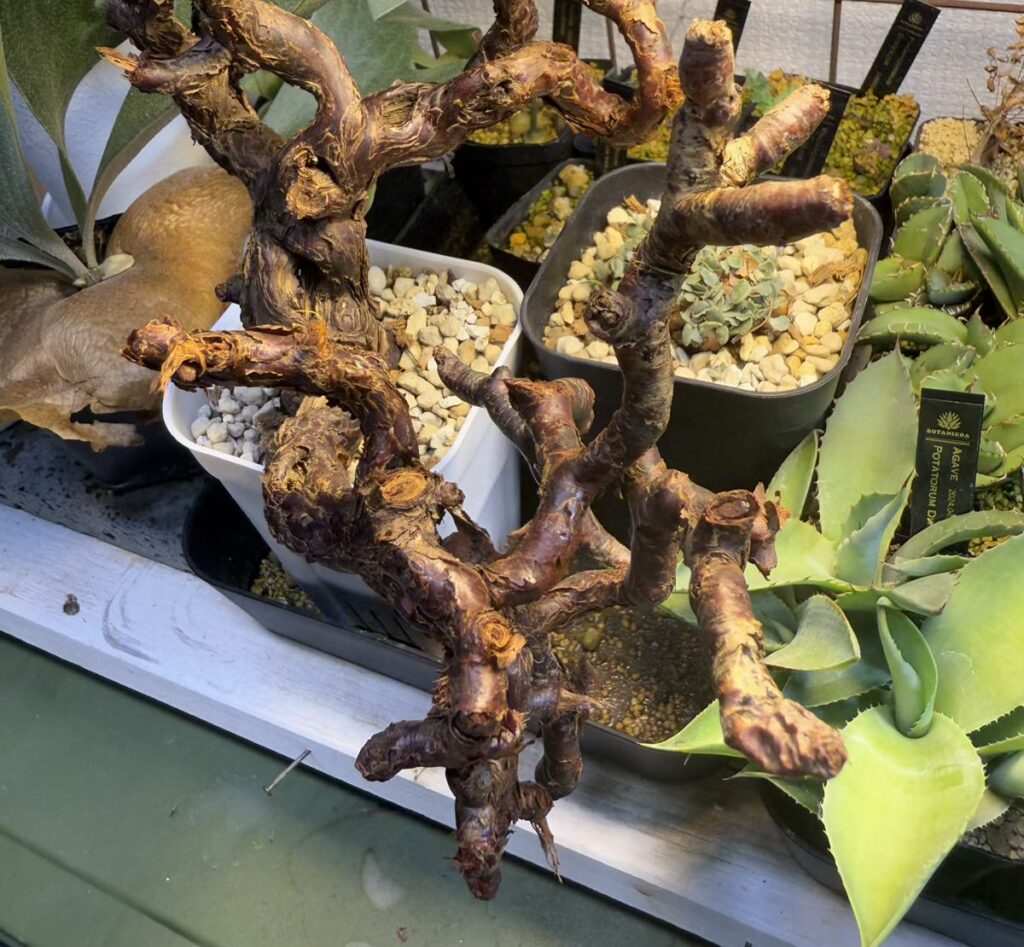 ヤフオク】ペラルゴニウム・ミラビレ【発根チャレンジ】｜BOTANICOA