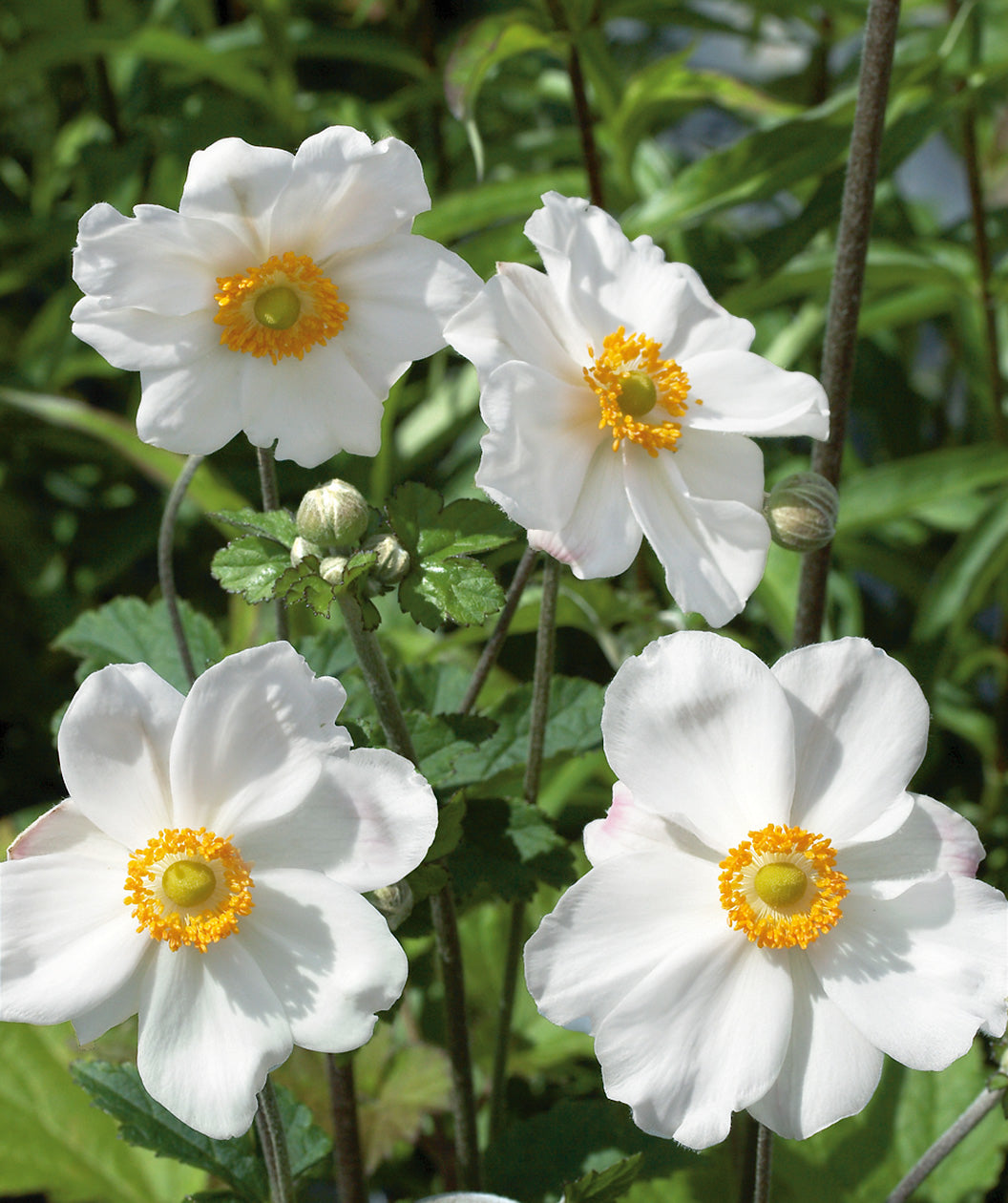 Honorine Jobert Japanese Anemone | Bower & Branch