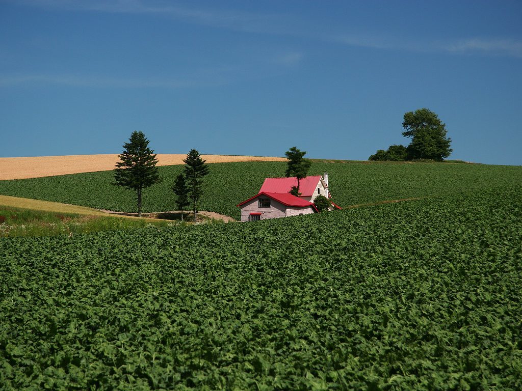 赤い屋根の家 - 美瑛/富良野の絶景