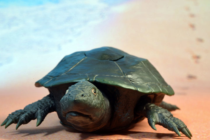 特撮テレビドラマ「ウルトラQ」より 大ガメ ガメロン (STカラー版)【X