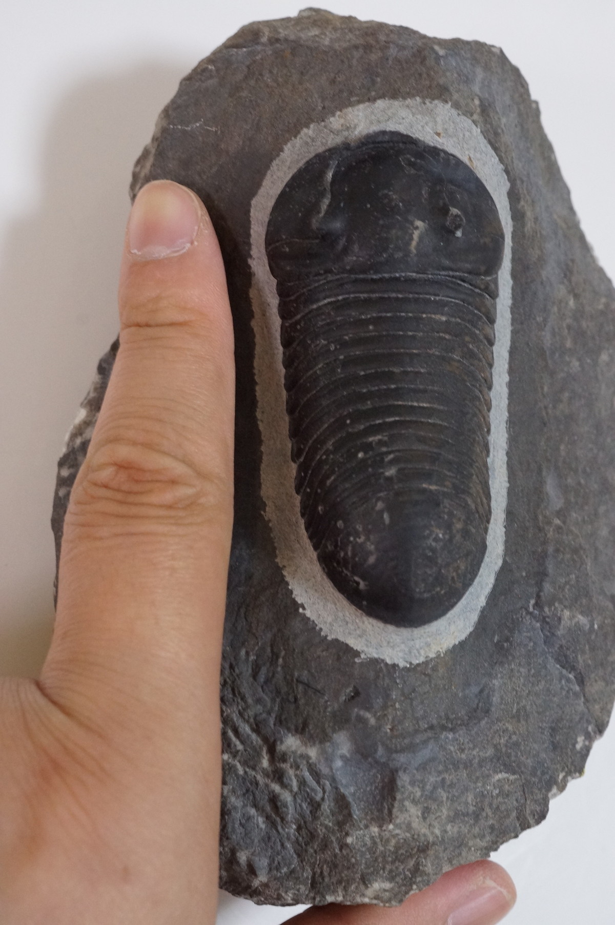 ひろやん 三葉虫Parahomalonotus planus 希少種！三葉虫