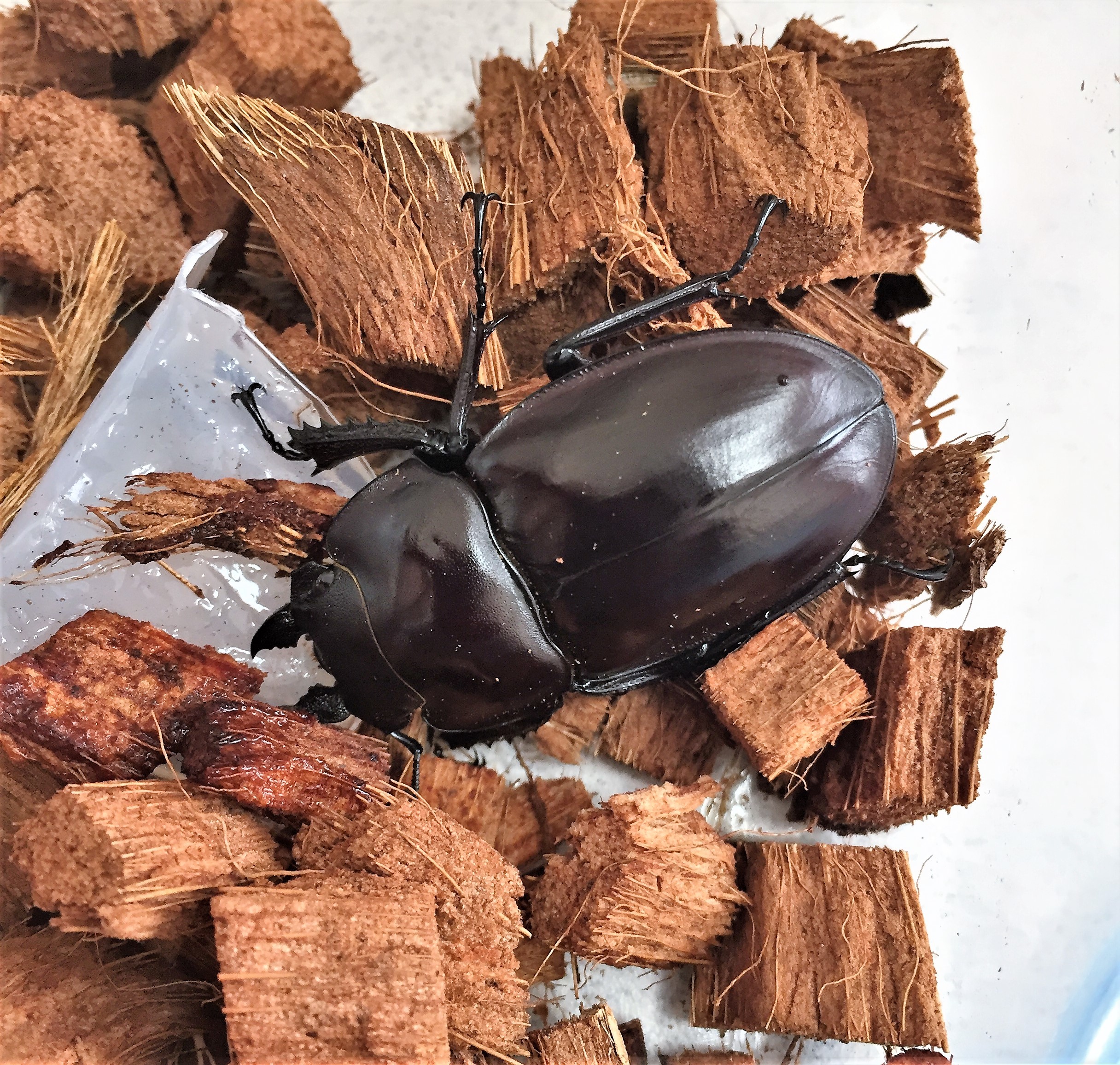 ヤエヤママルバネクワガタ | ふわもち昆虫日記