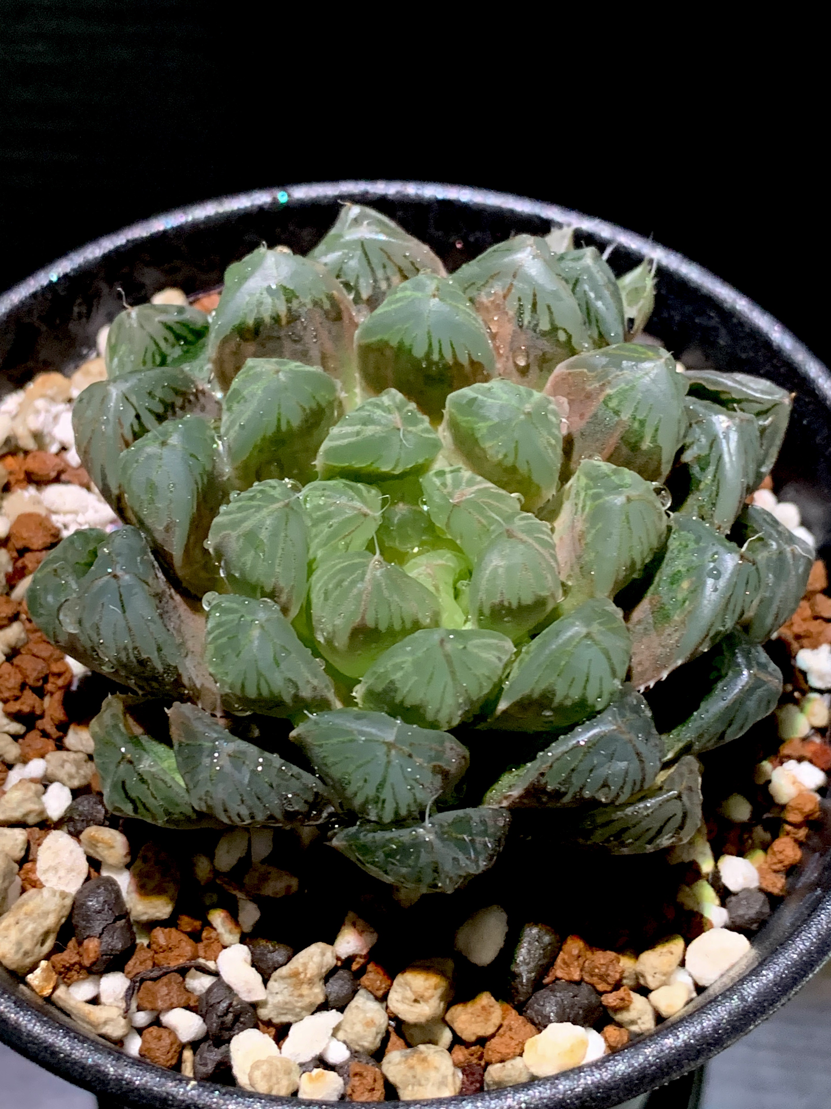 42E 多肉植物 ハオルチア rose goldオブツーサ錦糊斑 42E 多肉植物