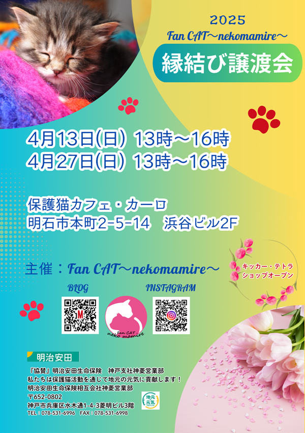 コタくんの紹介☆4/13(日)は明石で保護猫の縁結び会 - 猫にまみれて和