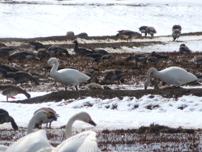 宮島沼にマガンと白鳥を見に行く 沼はまだ氷結していて周辺田畑に鳥