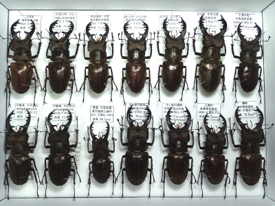 ミヤマクワガタ標本その2 | クワガタ飼育日記