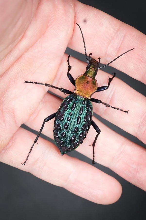 イボカブリモドキSSP重慶市産ブルー系亜種WF1飼育の記録-前編 | ホペイ