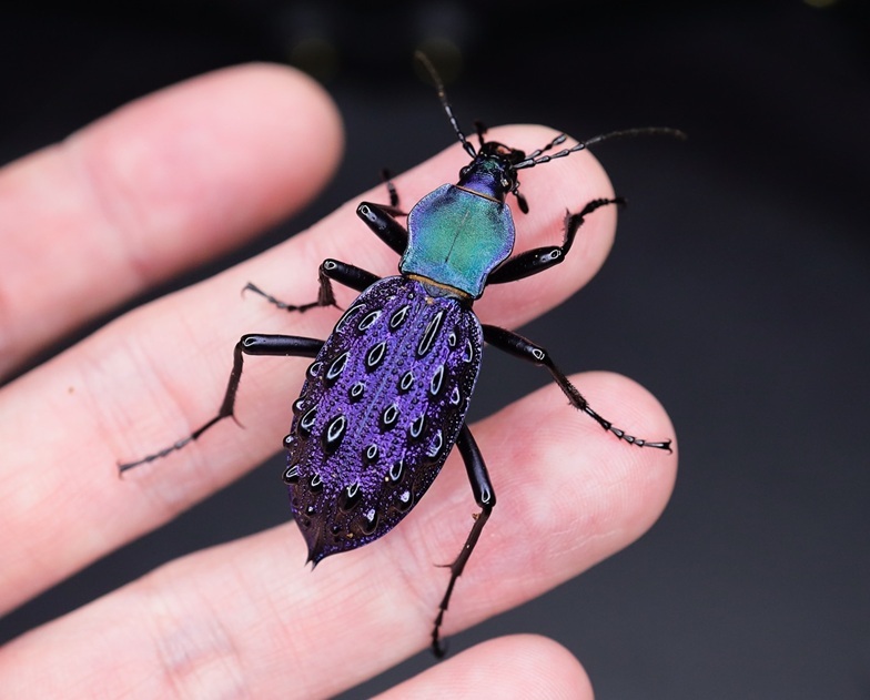 イボカブリモドキSSP重慶市産ブルー系亜種WF1飼育の記録-前編 | ホペイ