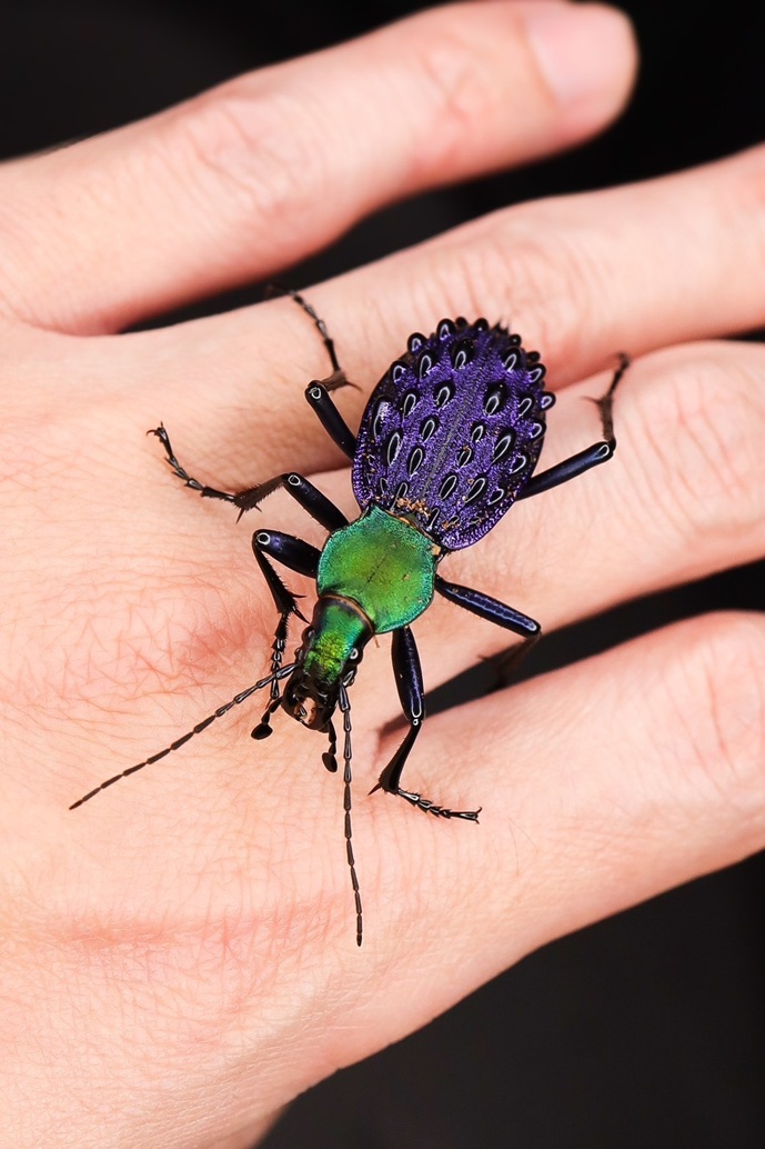 イボカブリモドキSSP重慶市産ブルー系亜種WF1飼育の記録-前編 | ホペイ