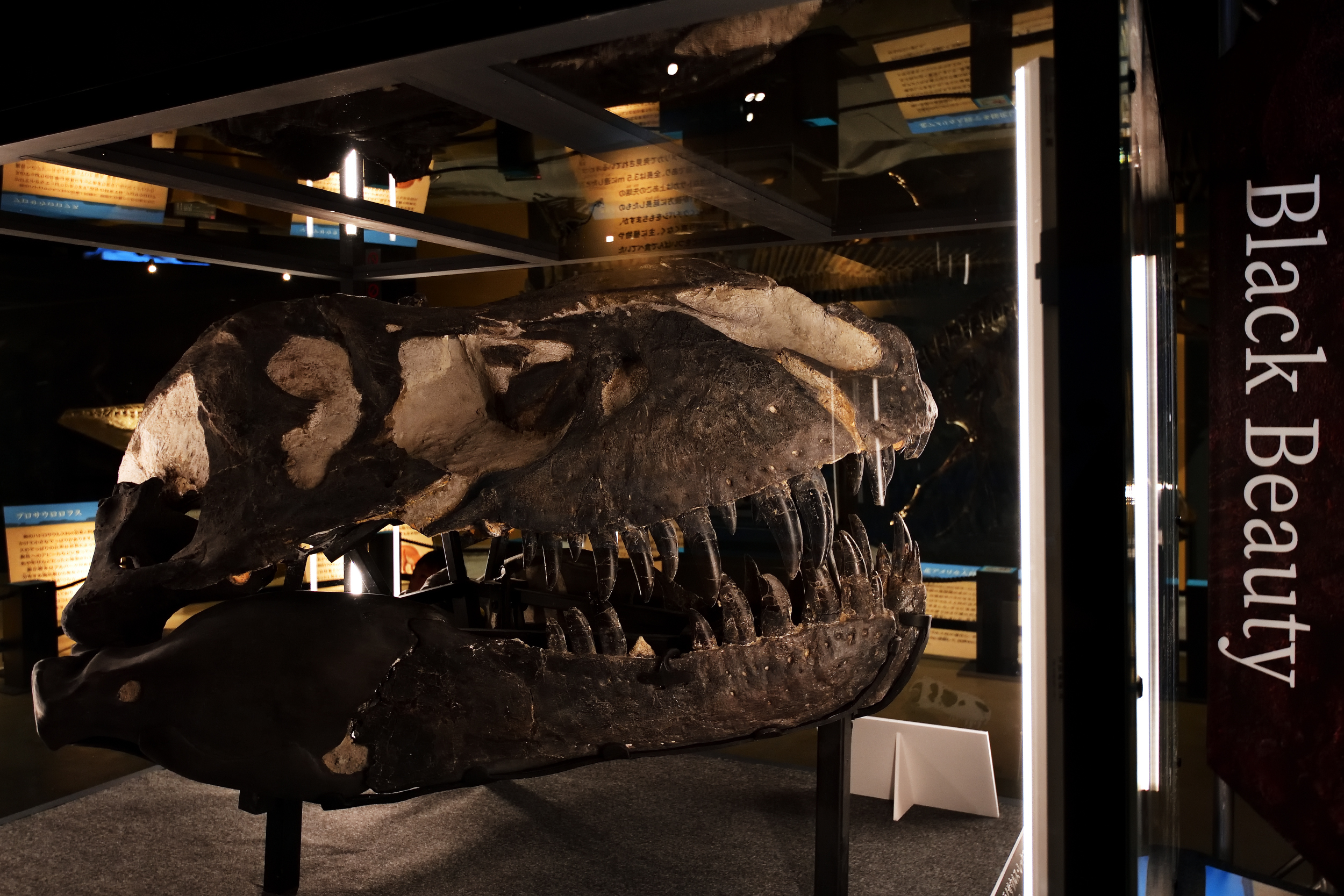 何億年の刻（とき）を超えて現代に現れた奇跡のブラック・ビューティー