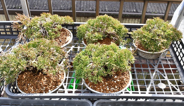 寄せ植え真柏 経過報告 | 盆栽備忘録 PartⅣ