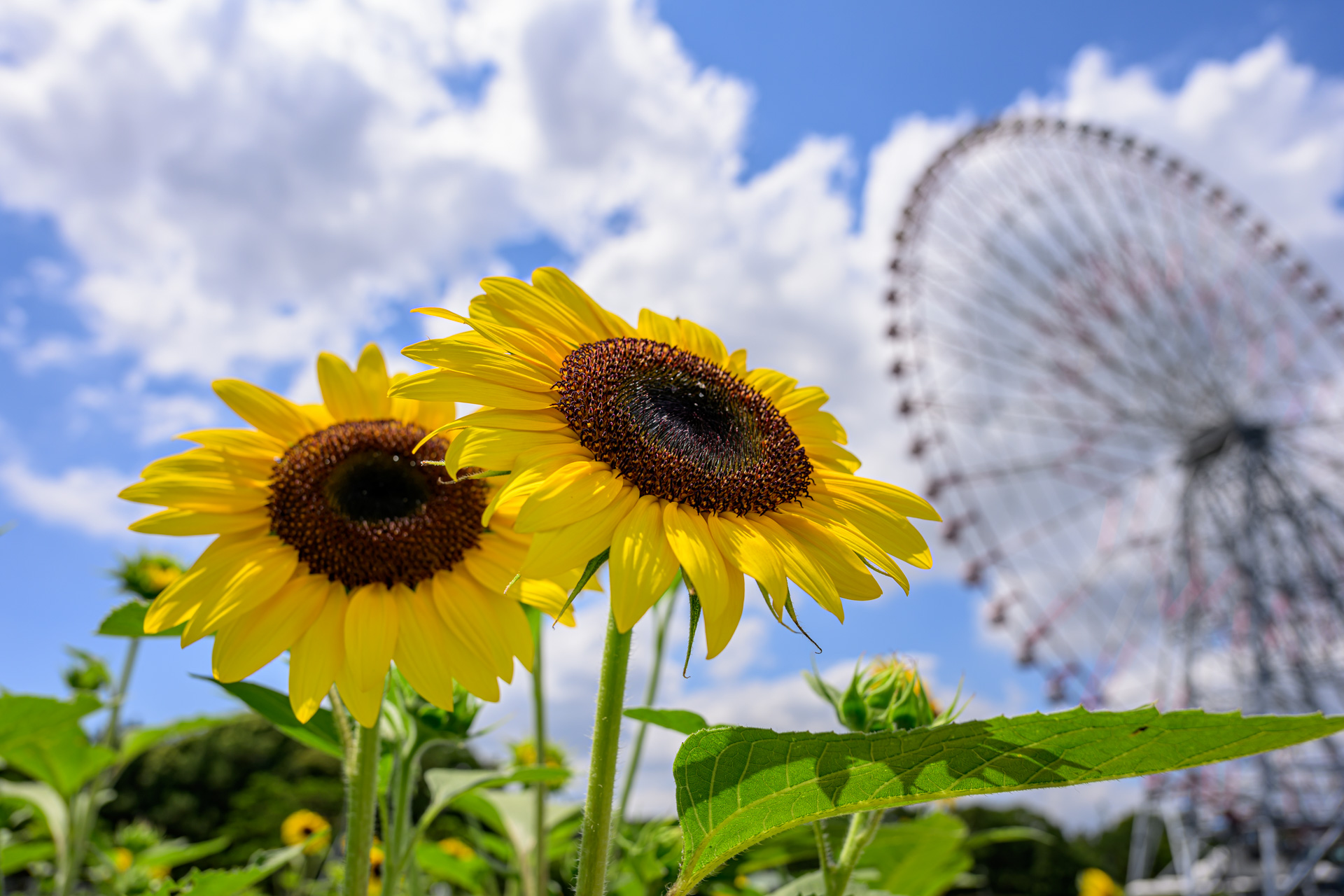 真夏の葛西臨海公園にひまわりを撮りに行く – 酔人日月抄外伝
