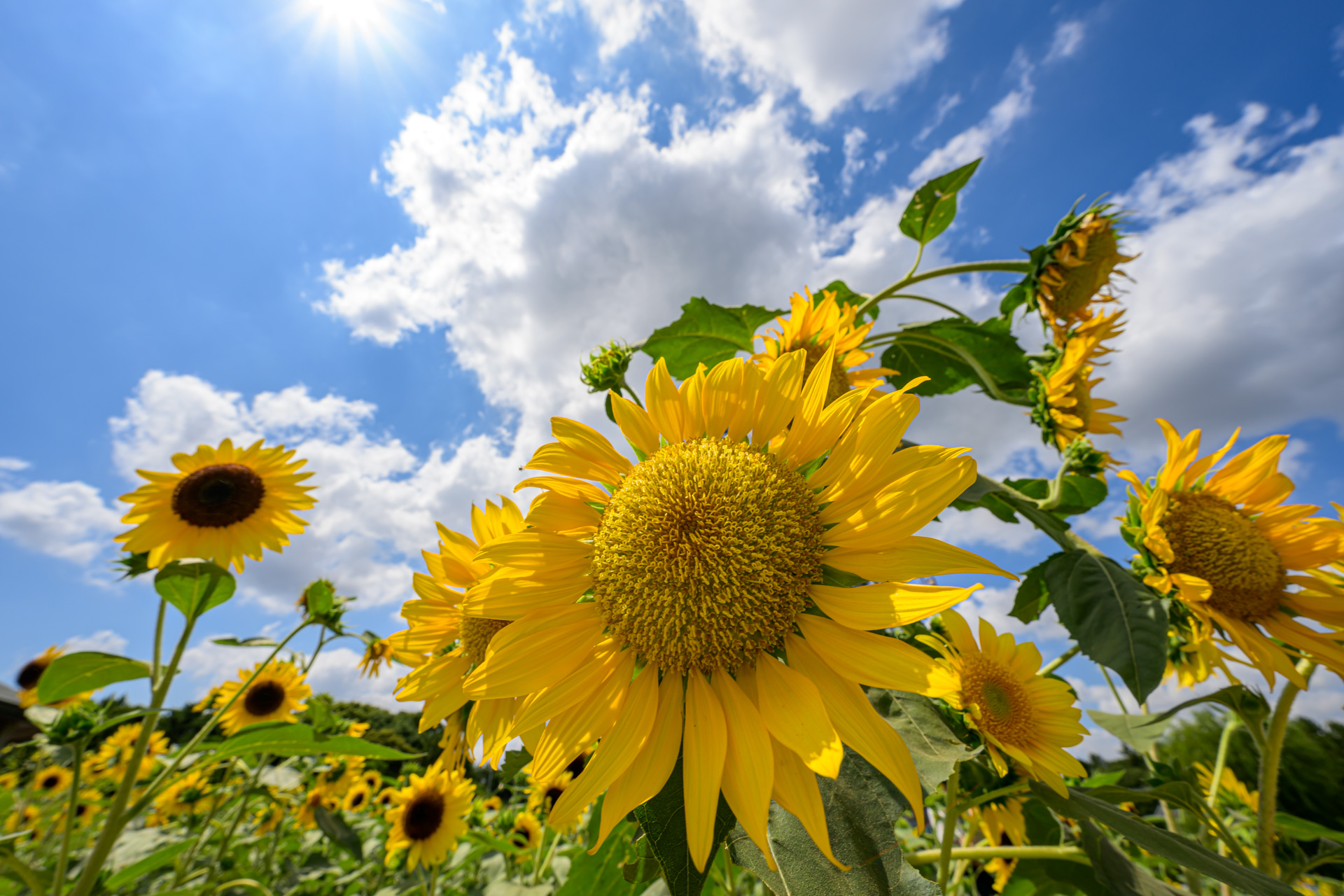 真夏の葛西臨海公園にひまわりを撮りに行く – 酔人日月抄外伝