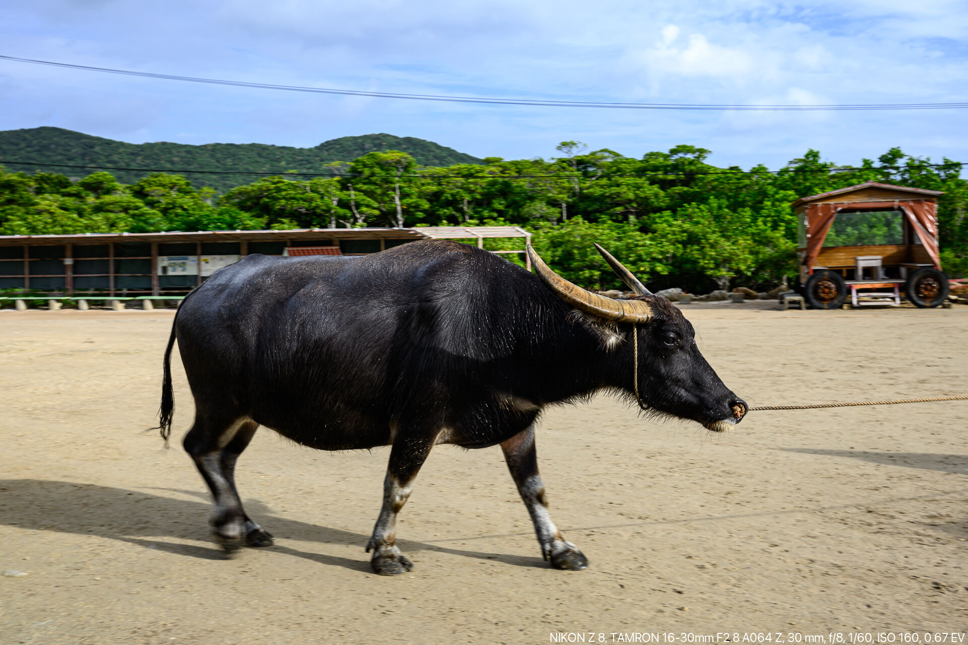 水牛とヤマネコと世界自然遺産であふれる西表島をドライブする旅 – 酔