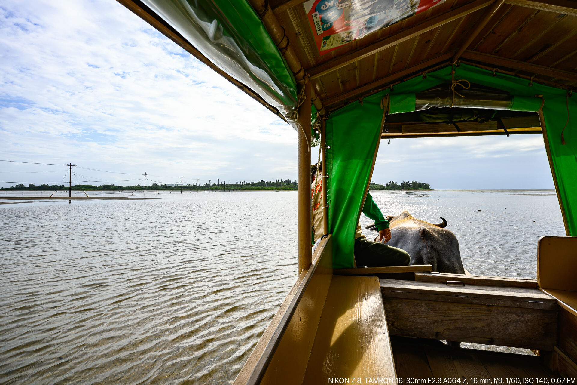 水牛とヤマネコと世界自然遺産であふれる西表島をドライブする旅 – 酔