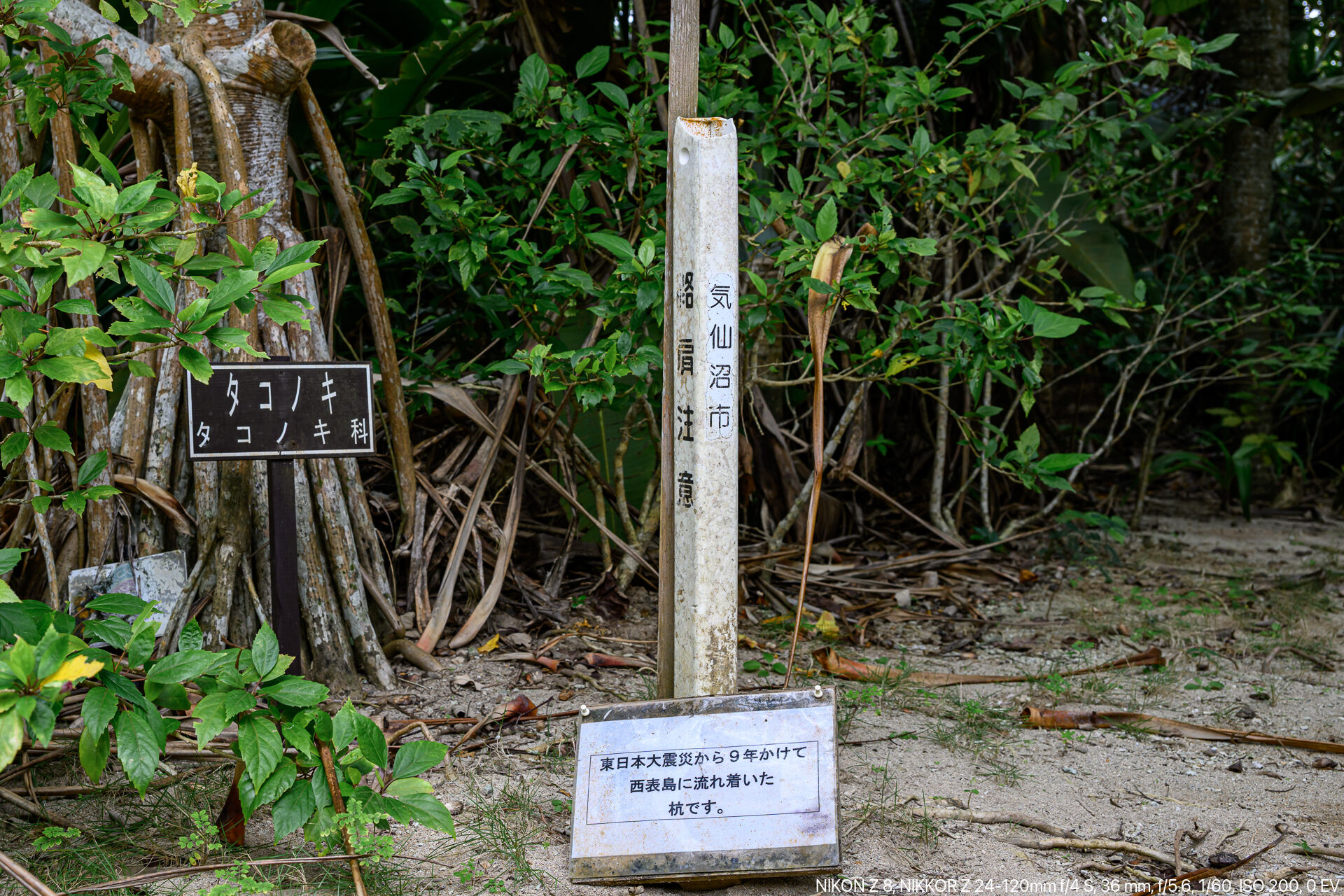 水牛とヤマネコと世界自然遺産であふれる西表島をドライブする旅 – 酔