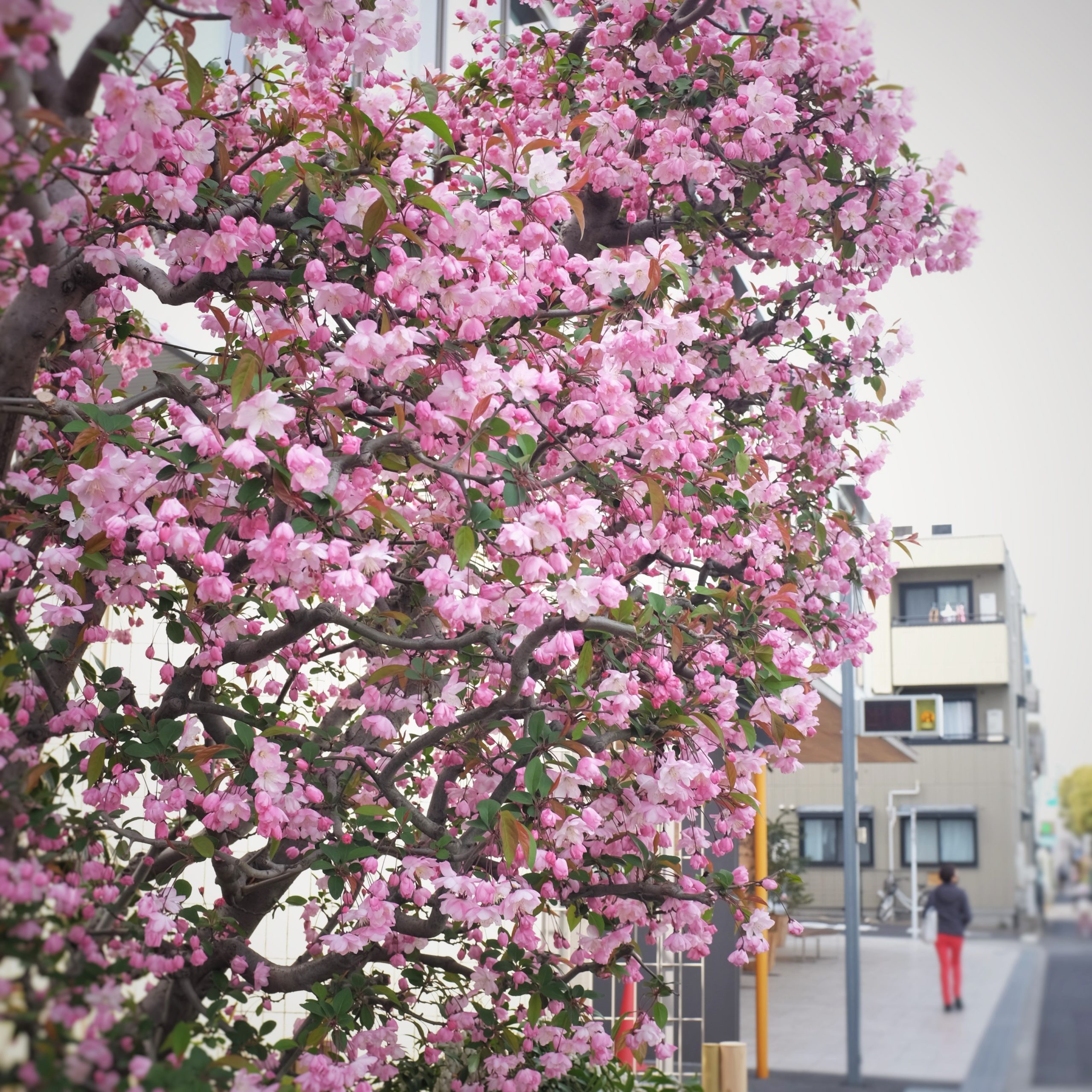 2022.04.03 里桜（サトザクラ） - 花屋 Blenda