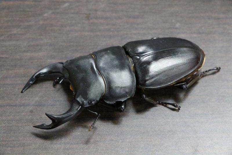 BLUE PLANET＞ブリード 福島県南会津郡桧枝岐村産