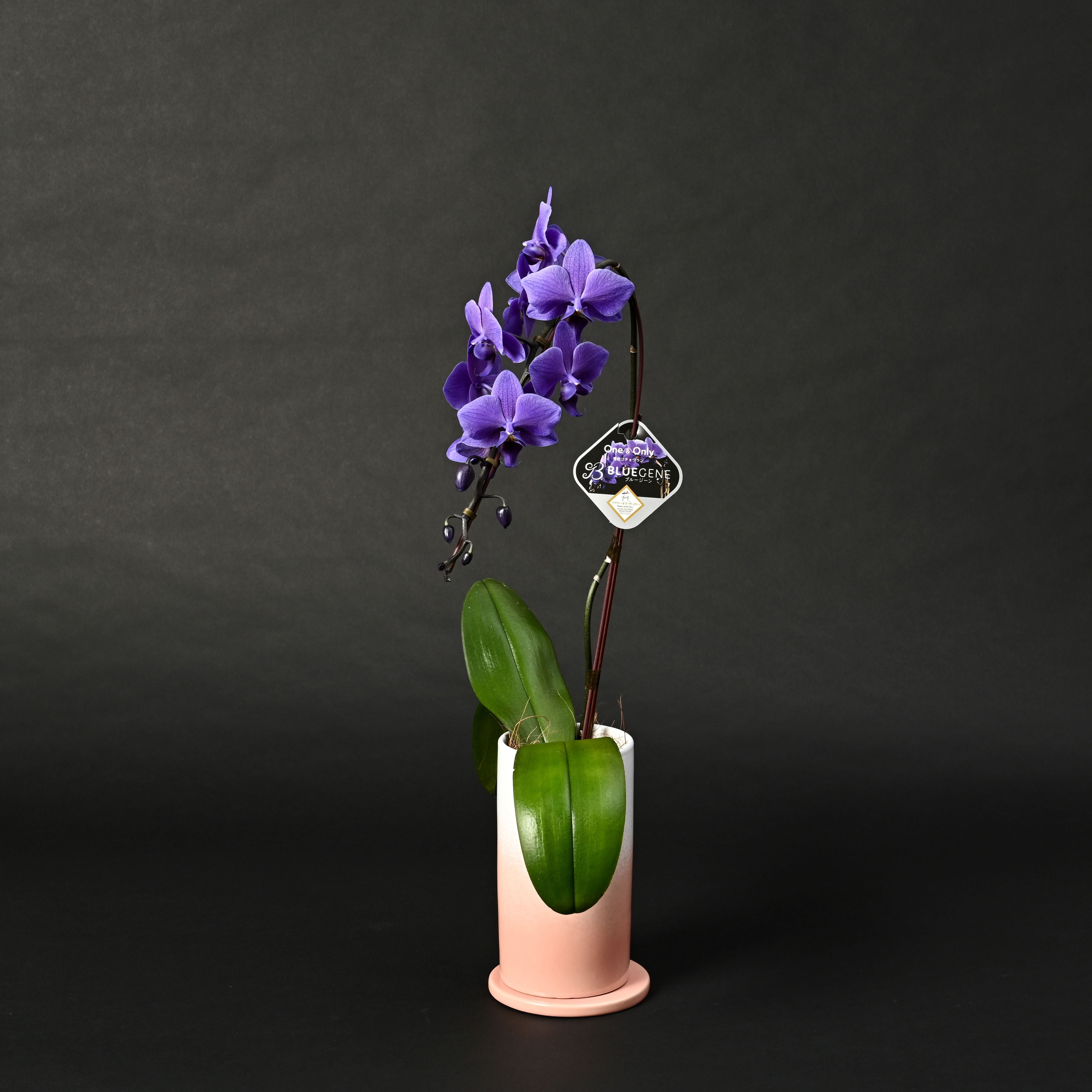 公式】青色胡蝶蘭ブルージーン1本立鉢 ピンクシリンダー／世界初の特別