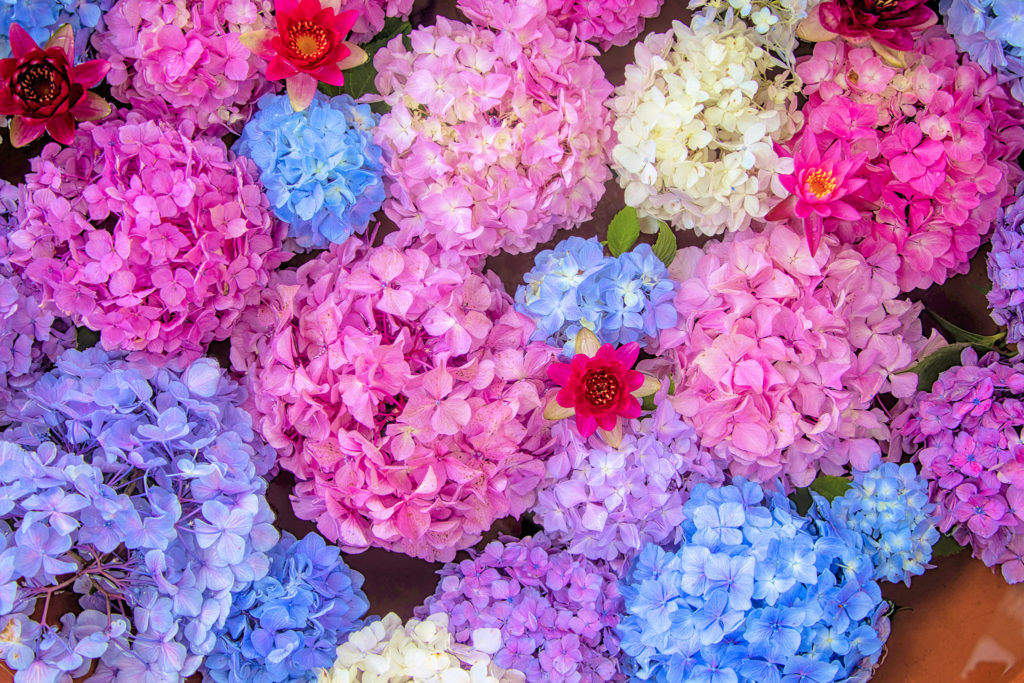 水に浮かぶ色とりどりの紫陽花 – フリー（無料）写真素材 ダウンロード