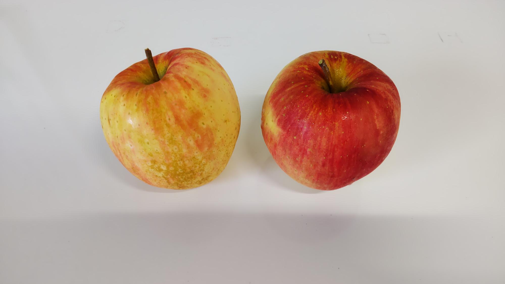 農家直伝】りんご農家が教える新鮮で美味しいりんごの見分け方【蜜入り