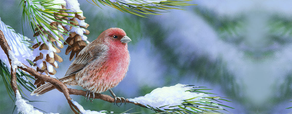 Bradley Jackson | Wildlife Artist