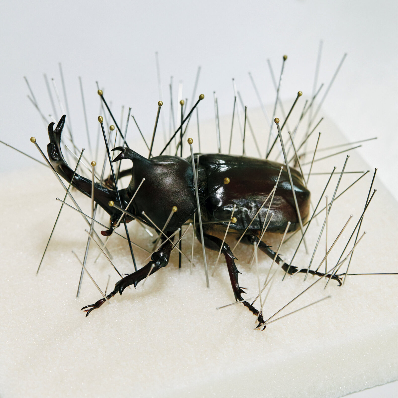 自由研究にもおすすめ。意外と簡単!?な昆虫標本の作り方 | ブルータス