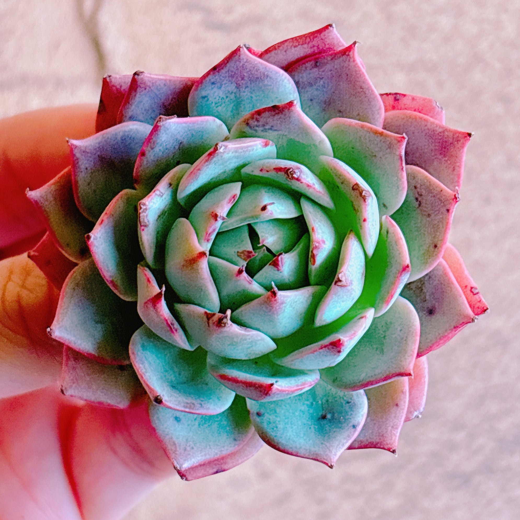 多肉植物の販売・通販サイト | Bull Succulent(ブルサキュレント)