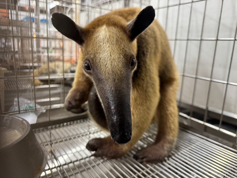 2025-11-15入荷 ミナミコアリクイ|BURDEN RETAIL