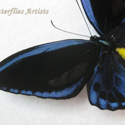 Blue Birdwing Ornithoptera Priamus Urvillianus RARE Butterfly