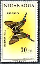 シジミタテハの仲間