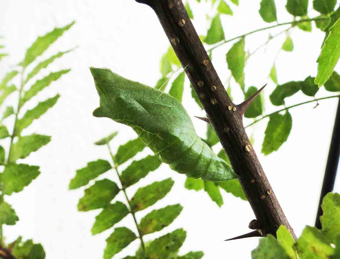 アゲハ | 板橋で見られる蝶