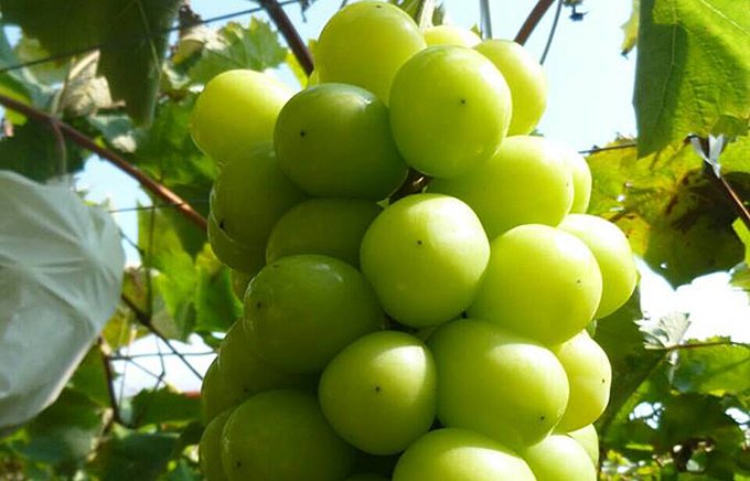 県外にも常連あり！宮崎県の翡翠ギフト「シャインマスカット」「瀬戸