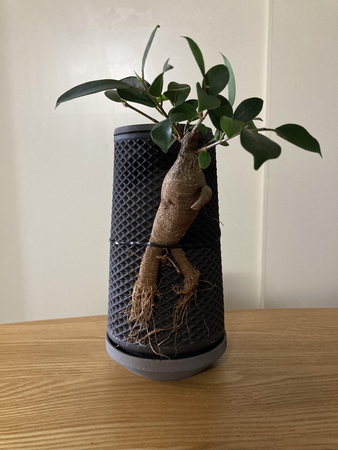 スタッフレビュー/育ててみての感想とコツ | tevaplanter｜植物を纏う