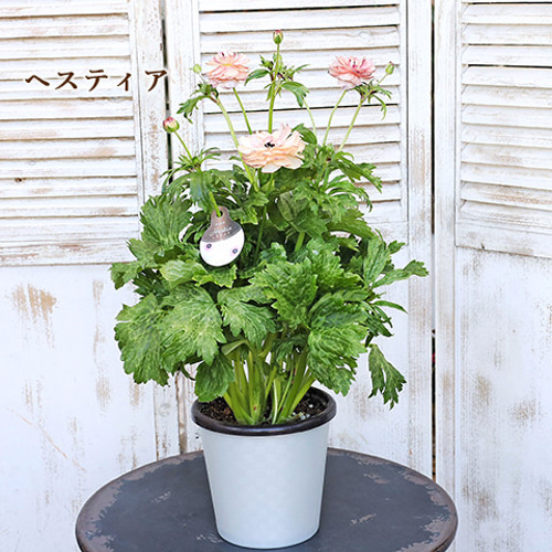 再入荷 現品販売 花鉢 ラナンキュラス ラックスシリーズ 5・6号鉢 豪華