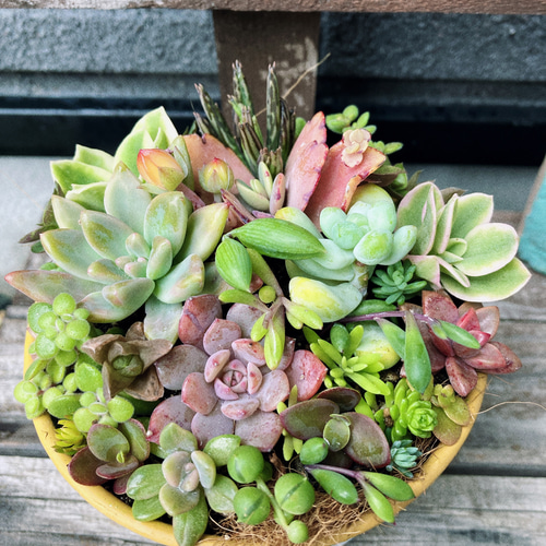 多肉植物寄せ植え そのまま飾れます 多肉植物 はなちかちゃん 通販