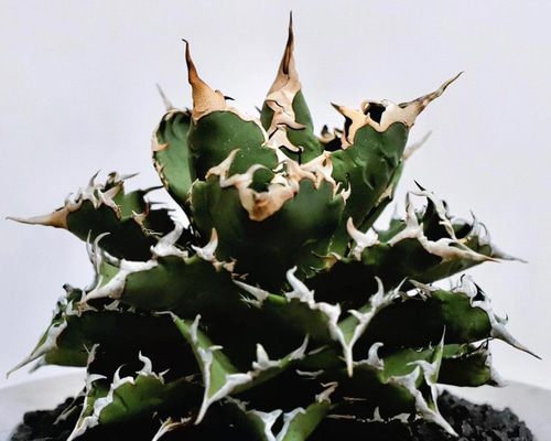 2厳選極上中株 アガベ チタノタ 狂刺夕映 極上強棘 強鋸歯 狂刺刺し