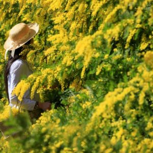 ペリス モンテカルロ】ローズ ドゥ メ（5月のバラ）（ジャン＝クロード