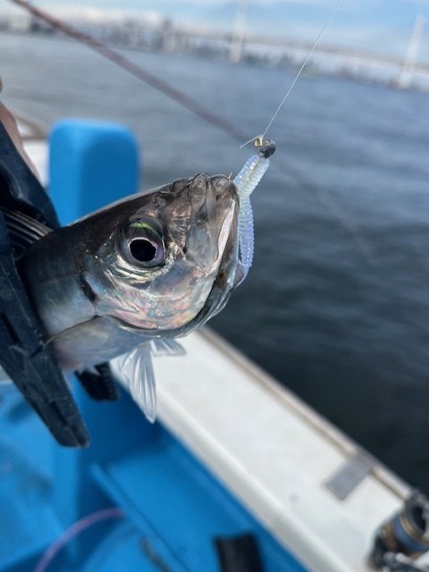 2025年03月18日(火) 東京都 東久留米店の釣果です。[釣具のキャスティング]