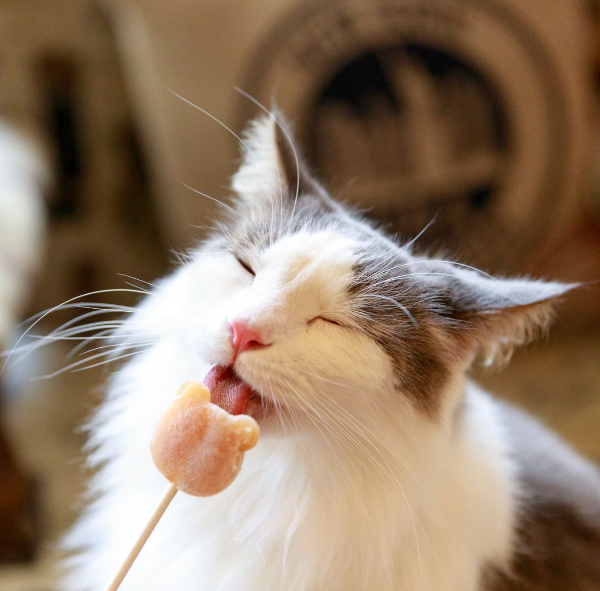 アルシェ大宮店｜猫カフェ MOCHA(モカ)