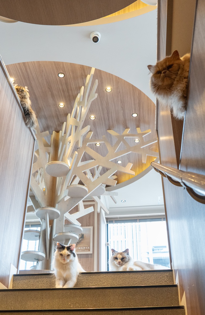 Shibuya Center-gai｜猫カフェ MOCHA(モカ)