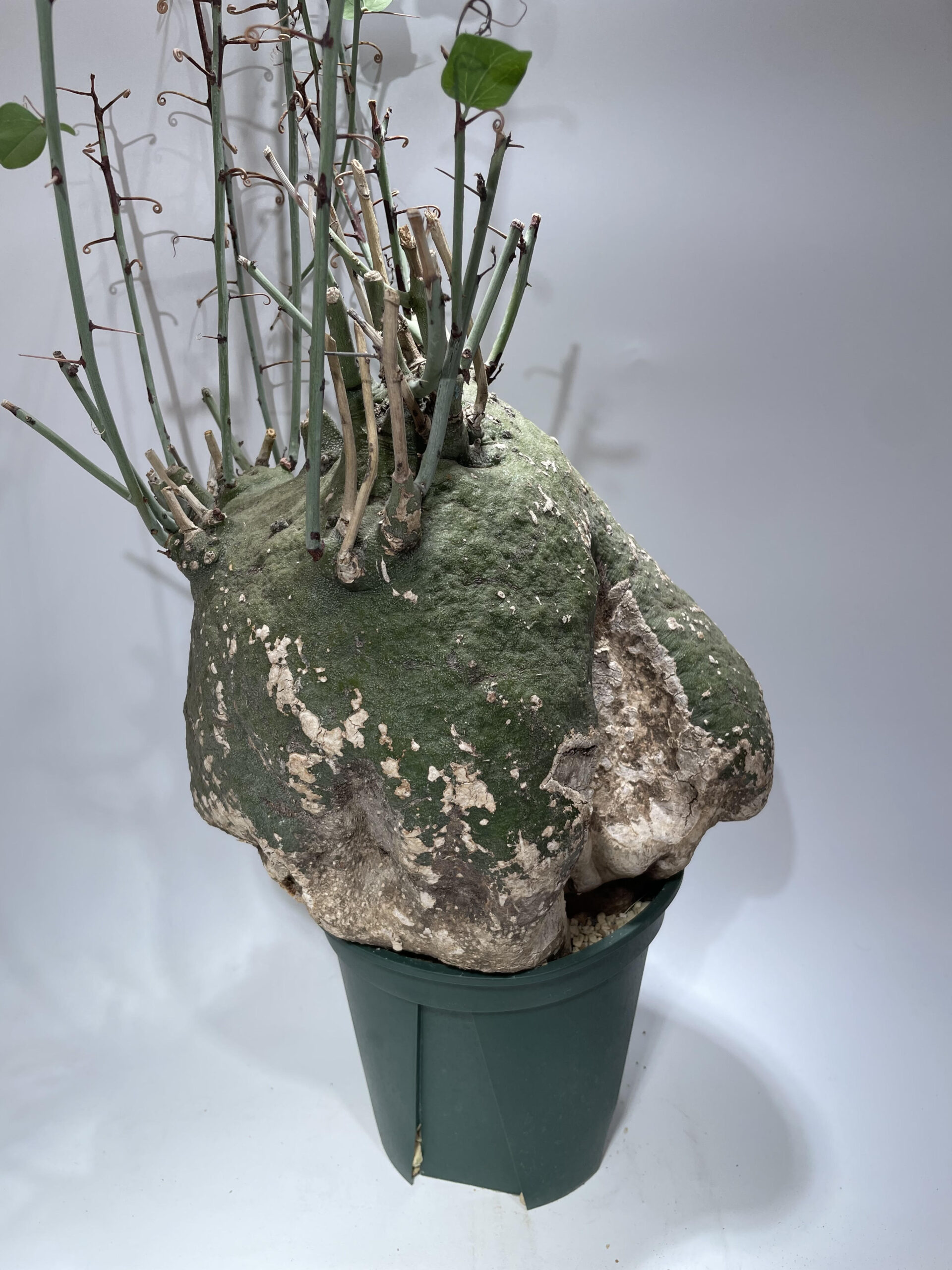 アデニア スピノーサ – Caudex