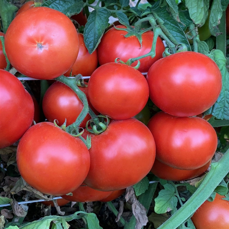 Heinz H9129 - Organic Tomato Seeds - TomatoFest