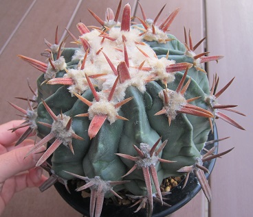 甘えさせない！ 綾波 - うに博士の ゆら～り サボテン研究室