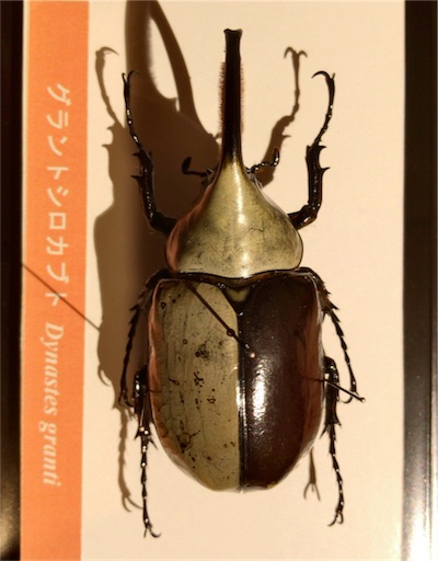 あけましておめでとうございます〜ガチャでグラントシロカブト標本