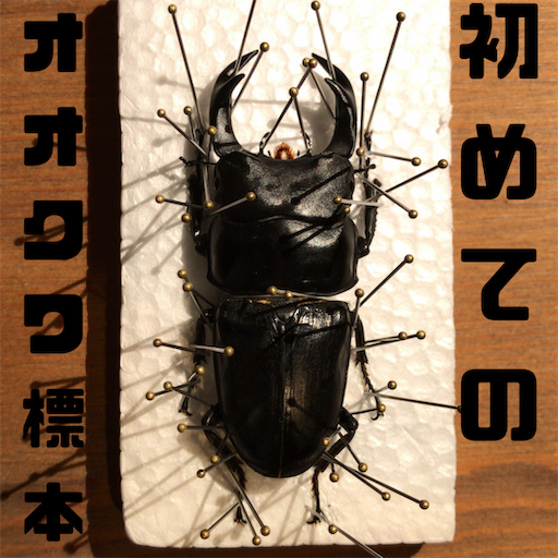 初めてのオオクワガタ標本製作〜展足まで【実はオオクワガタは初めて
