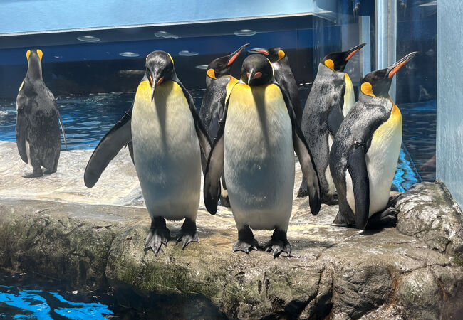 下関市立しものせき水族館 海響館 クチコミ・アクセス・周辺情報｜下関